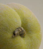 Fake Fruit Handmade Ceramic Apple Ceramic fruit decor - Image 4