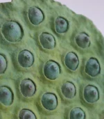 Fake Fruit Ceramic Lotus Pod Mantel Decor Ideas - Image 4